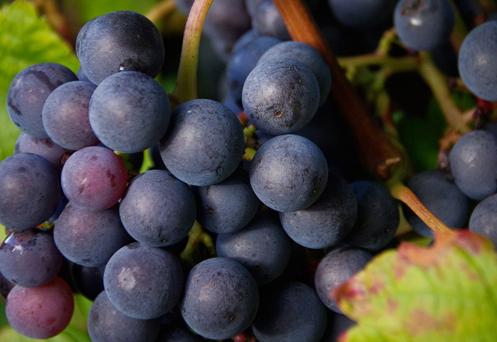 Saint Emilion terroir